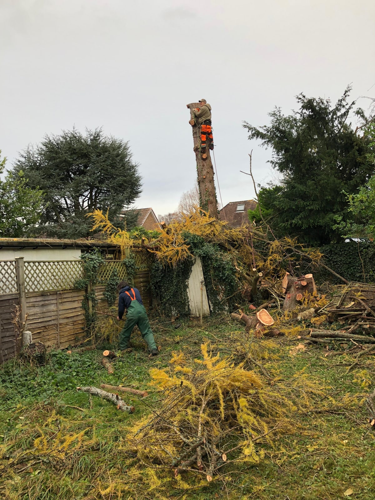 Tree Surgeons for Tree Surgery in Surrey & South-West London