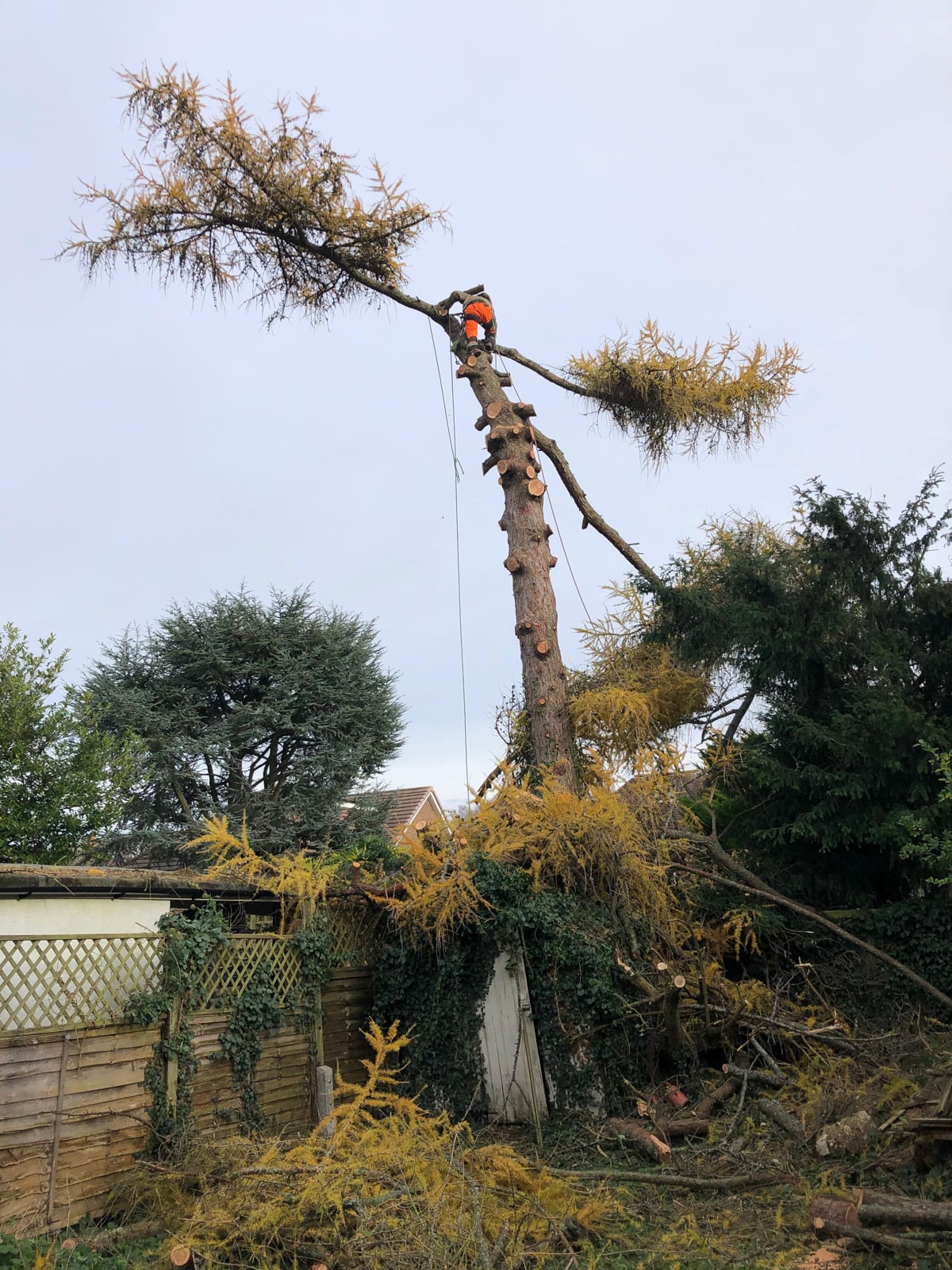 Tree Surgeons for Tree Surgery in Surrey & South-West London